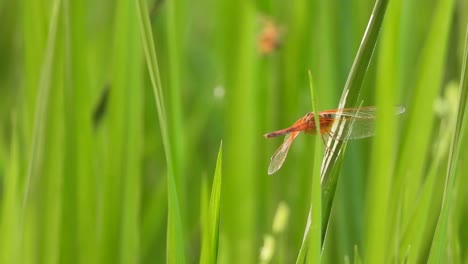 Dragonfly-in-wind-,-green-grass
