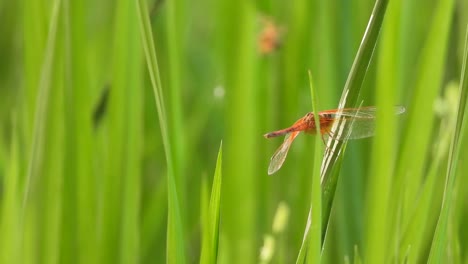 dragonfly in wind , green grass