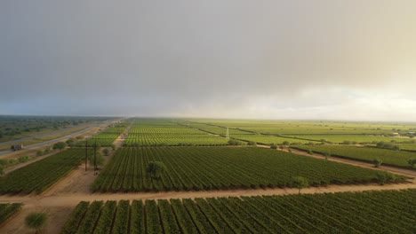 Green-fields-of-vineyards-on-a-cloudy-flight