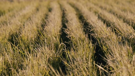 close up ears of rice plants at sunset
