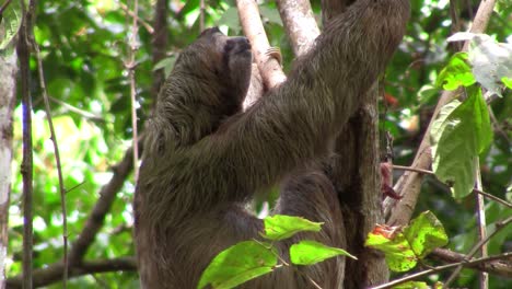 A-sloth-sits-in-a-tree