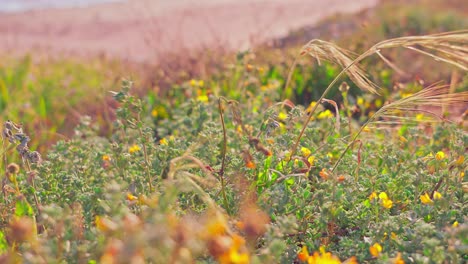 Dry-bushes-sway-in-the-wind