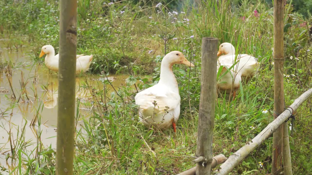Group of white ducks bathing in ricefields in a rural wetland, surrounded by wild vegetation in Sapa, Vietnam. Perfect for portraying wildlife, outdoor environments, and natural agricultural scenes.