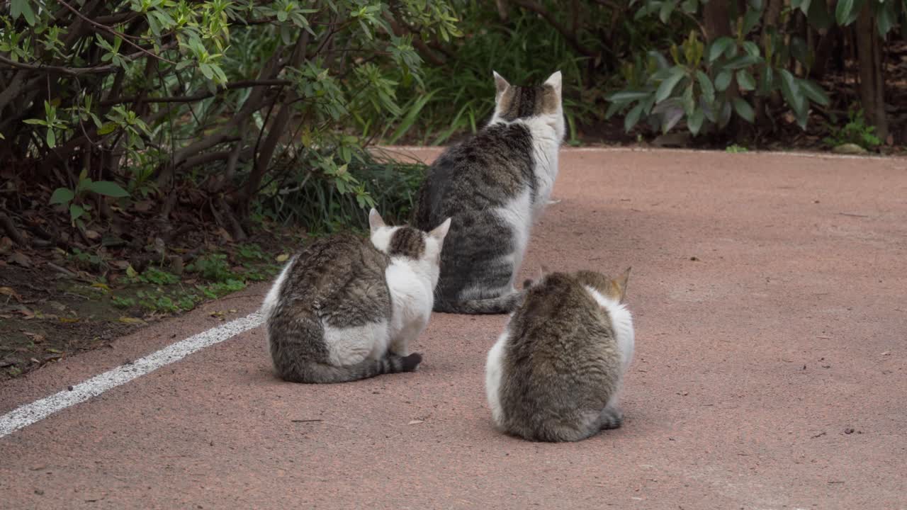 Una famiglia di gatti che dà le spalle alla fotocamera