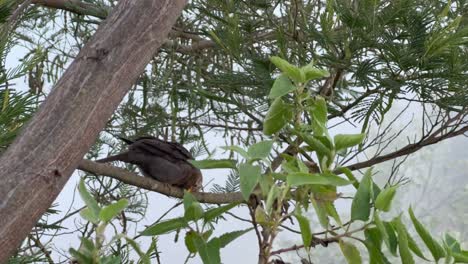wild bird resting on tree branch and green leaves. turdus poliocephalus, tropical bird