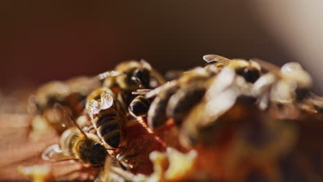 Starke-Nahaufnahme-Der-Arbeitsbienen-Im-Bienenstock