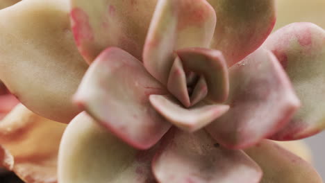 primer plano de una planta suculenta que muestra sus hojas carnosas con un matiz rosa suave, con espacio de copia