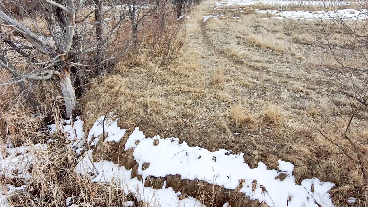 Dry grass and dead trees in a parched winter landscape.