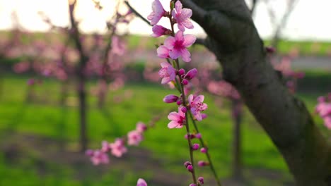 fragile pink flowers of an apricot trees in the farm