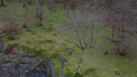 aerial view of a leafless forest on a hillside