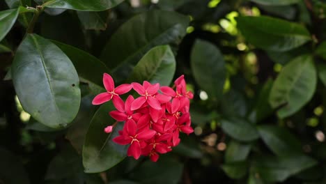 a vibrant red flower cluster amidst lush greenery.