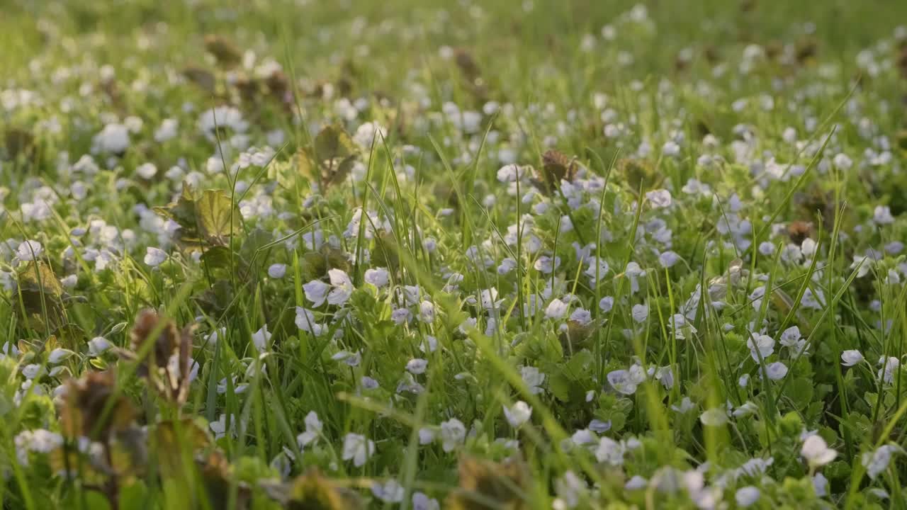 ⁇ 은 저녁에 잔디 잔디 ⁇ 에 작은  ⁇  봄 꽃