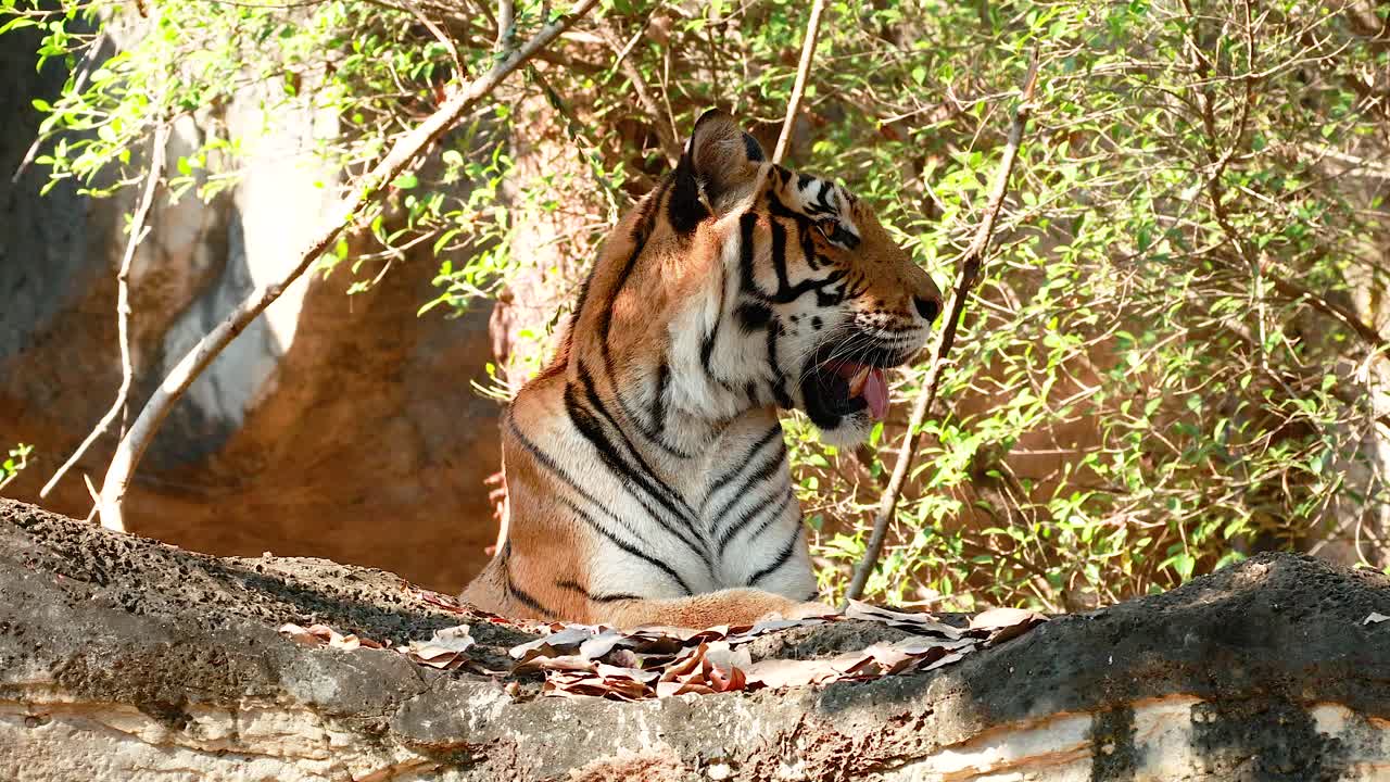 코라트 동물원 의 자연 서식지 에 있는 호랑이