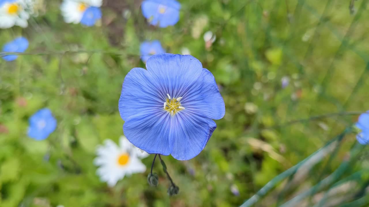 Flax and Daisies in the Garden