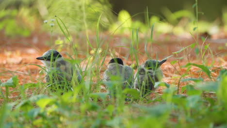 Close-up-ofTree-Azure-winged-Magpie-Bird-Chicks-Hiding-in-Grass-Waiting-for-Mother-on-Summer-Day-in-Seoul,-South-Korea