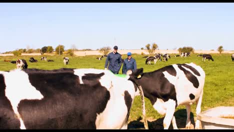 two cattle farmers interacting with each other while walking in the field