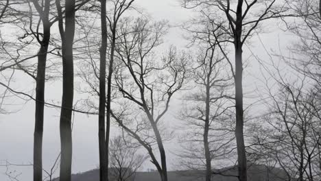 eye-level-beech-tree-is-waving-in-strong-wind