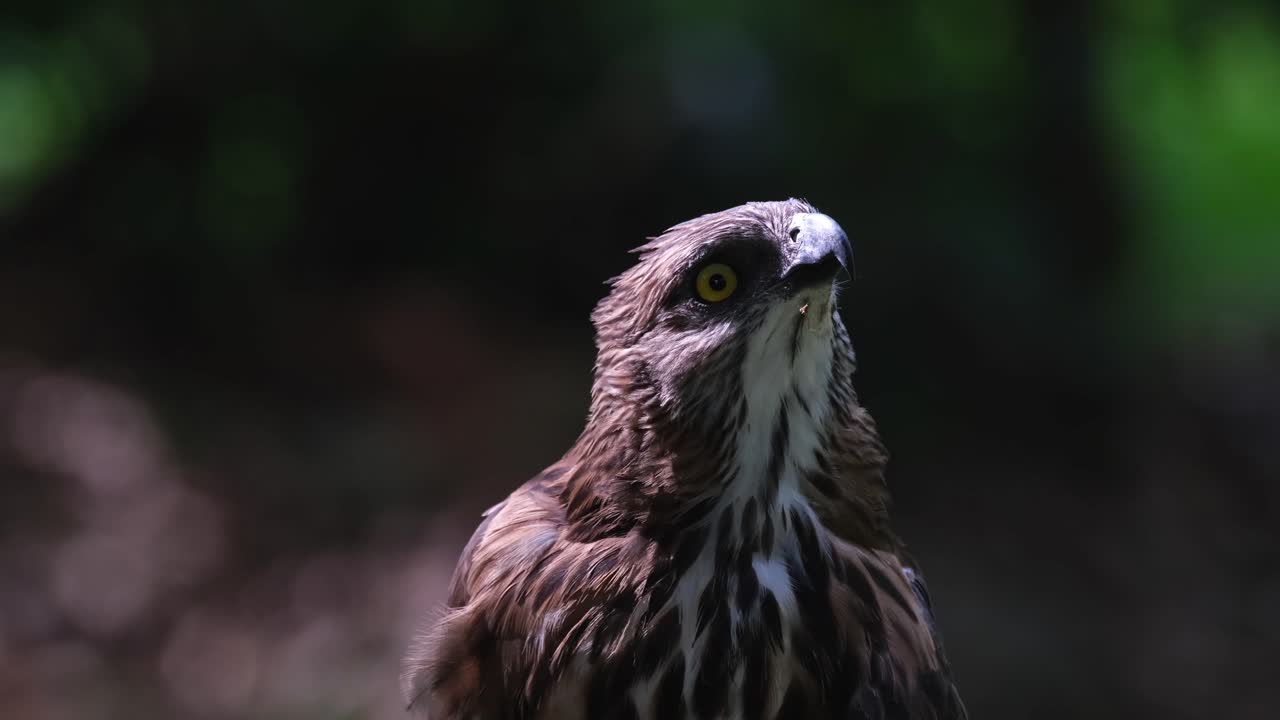 mirando hacia arriba en el lado derecho mientras la cámara se aleja, pinsker's hawk-eagle nisaetus pinskeri, filipinas