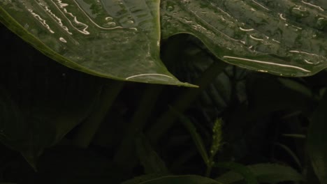 water drips off large leaf plant