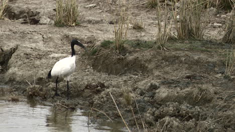 Afrikanischer-Heiliger-Ibis-Auf-Der-Suche-Nach-Nahrung-Am-Flussufer,-Serengeti-N