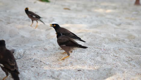 aves en la playa de bambú, tailandia