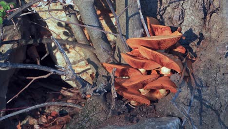 hongos en el bosque al atardecer