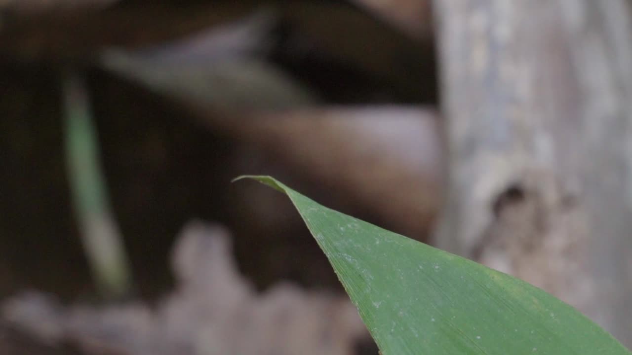 amplia vista de la libélula posada con gracia en una hoja, mostrando sus alas iridiscentes y su cuerpo delicado en medio de la belleza natural del follaje circundante