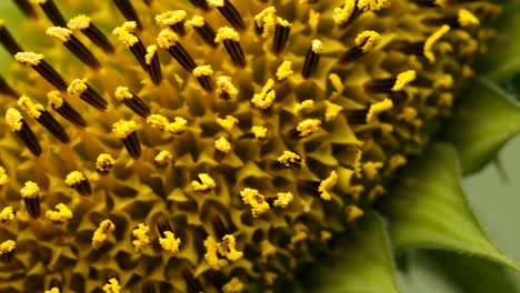 close-up of a sunflower's center