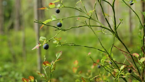 blueberries in a forest with blurry background