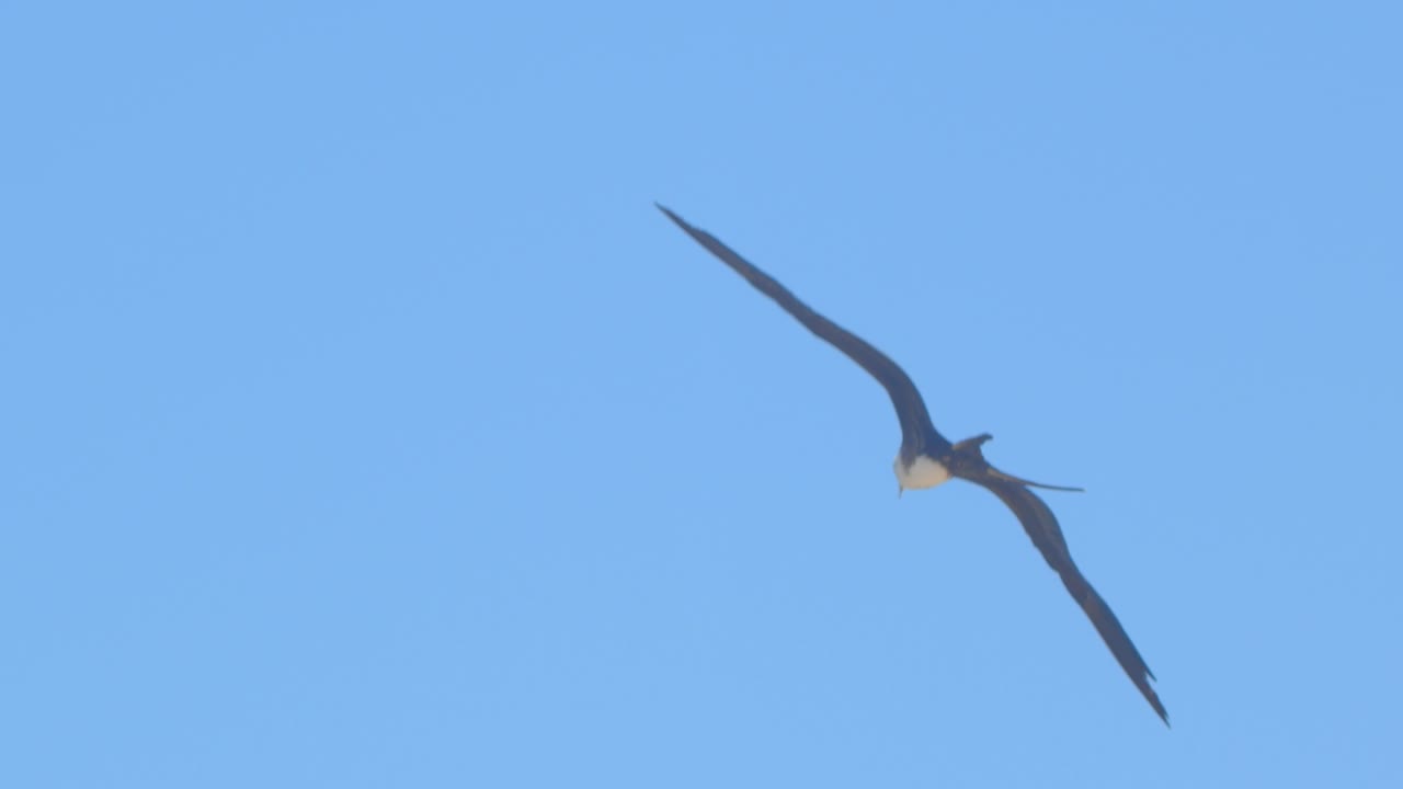 Frigatebird circling in the sky under blue backdrop Piura Peru