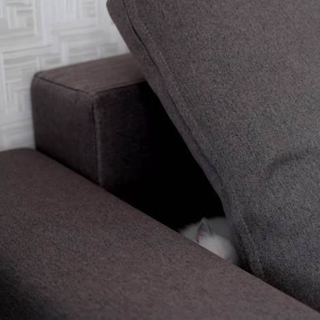 cute kitten on sofa