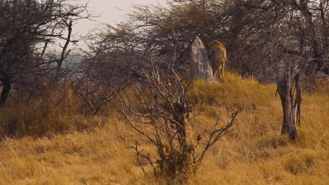 alert cheetah on the prowl. botswana. handheld