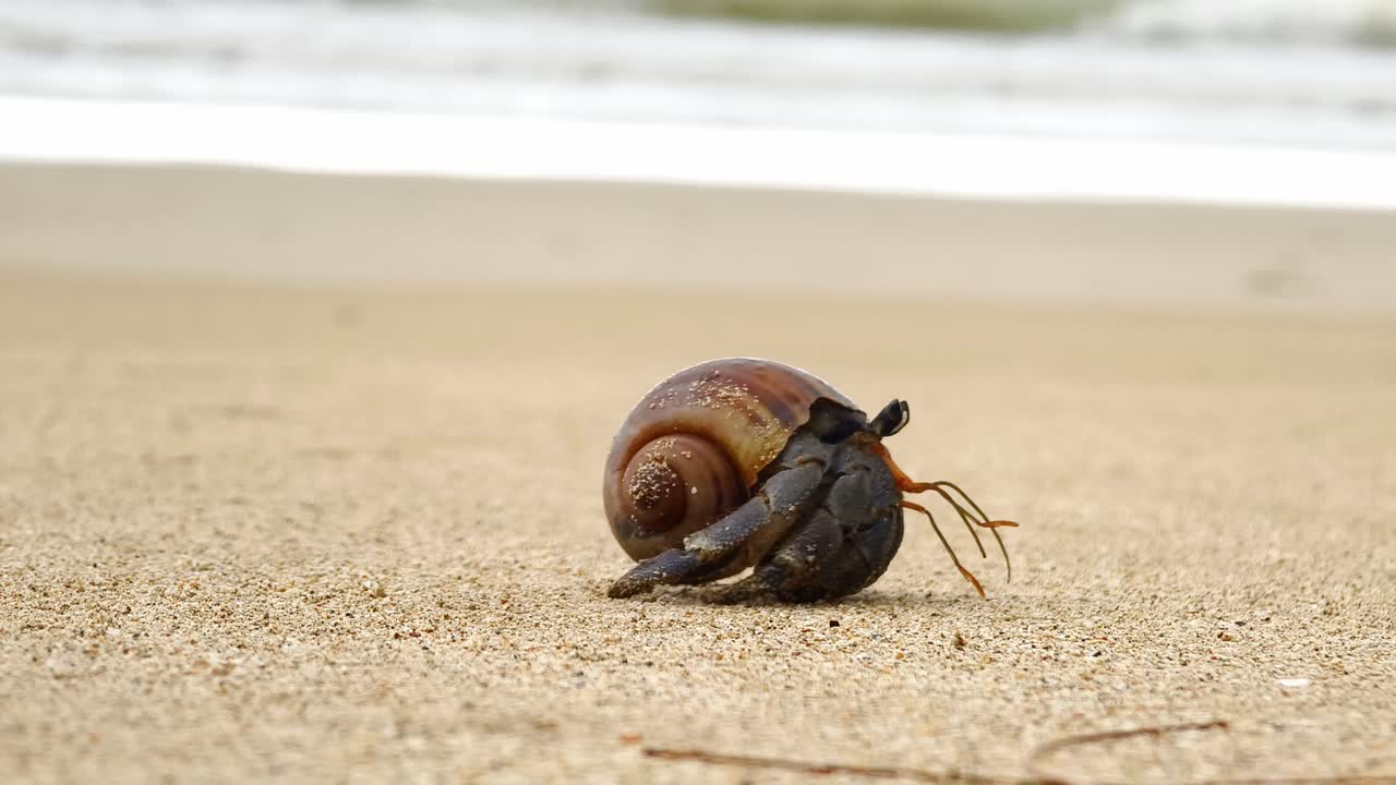 해변에서 소라 게