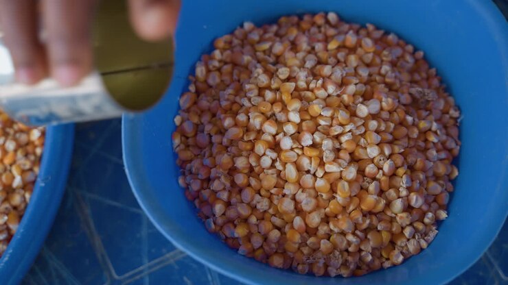 Black grandmother preserving corn kernels in blue bowl, seed saving ritual with careful hands, sifting and storing heirloom grain, rustic pantry scene, tradition and care in household prep
