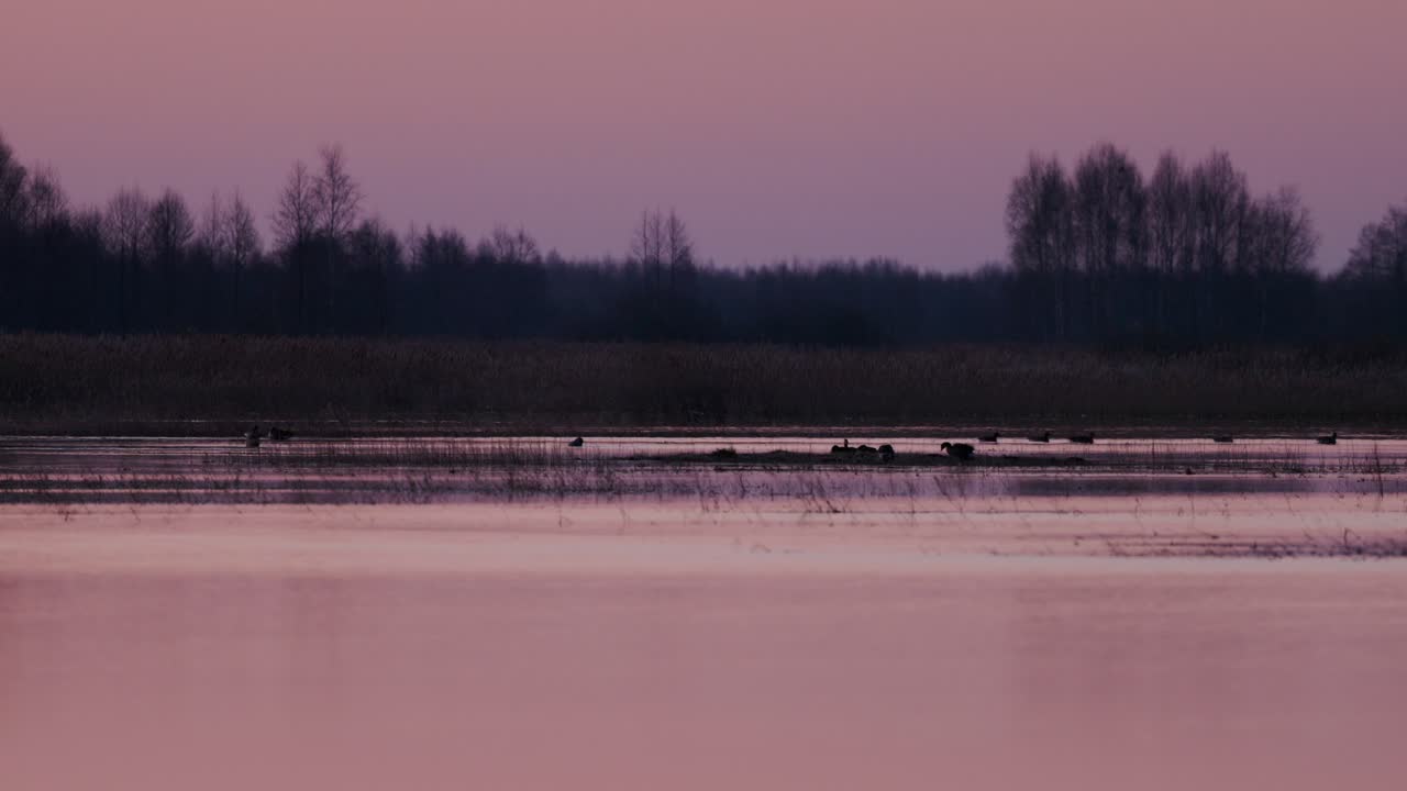 Birds and ducks swimming around in the Bierbrza River during morning dawn