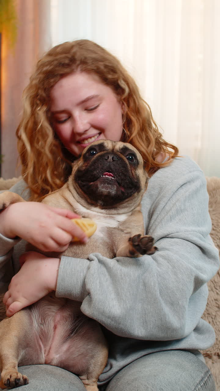 Young caucasian woman grooming pug dog with soft brush on home sofa pet enjoys tender relaxing care
