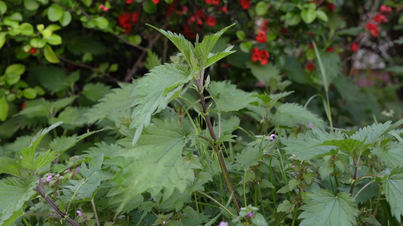 Close-up of a wild nettle gently swaying in the breeze, with soft red blossoms in the background. Peaceful city nature.