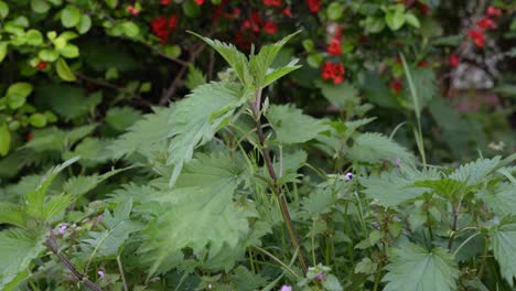 close-up of a wild nettle gently swaying in the breeze, with soft red blossoms in the background. peaceful city nature.