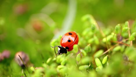 close-up de la vida silvestre de una mariquita en la hierba verde en el bosque