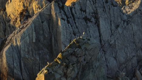 seagull resting on top of a cliff during sunset at achill island, long lens drone shot