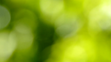 hermoso fondo de naturaleza verde. borroso bokeh abstracto con llamaradas solares
