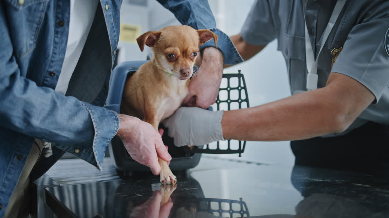 Airport Security Checking a Pet