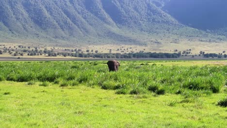 elefante macho aleteando las orejas mientras come hierba verde fresca, tanzania