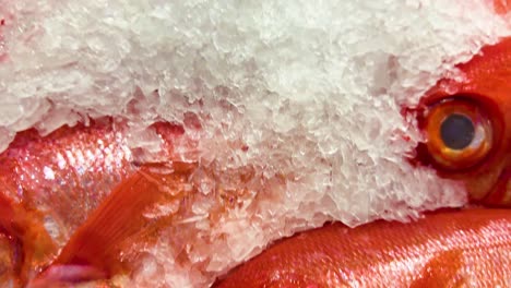 red fish on ice at seafood market