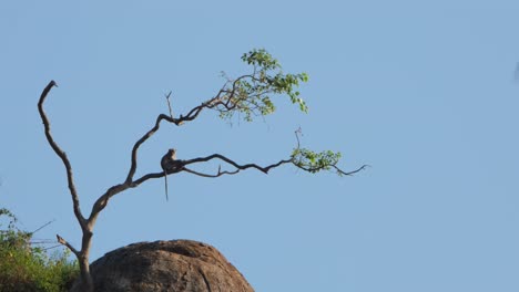 seen resting on a lower branch as it looks around while its tail is down and a bird flies to the left as the camera zooms out, crab-eating macaque macaca fascicularis, thailand