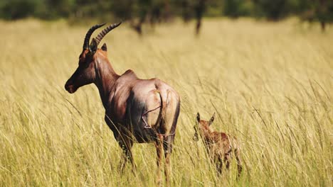 slow motion shot of young cute baby topi by mother's side newborn in tall grasslands of masai mara savannah african wildlife in maasai mara national reserve, kenya, africa safari animals in