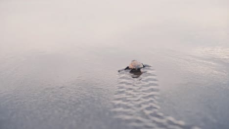 newborn turtle leaving crawl tracks on wet sand near ocean water, back view