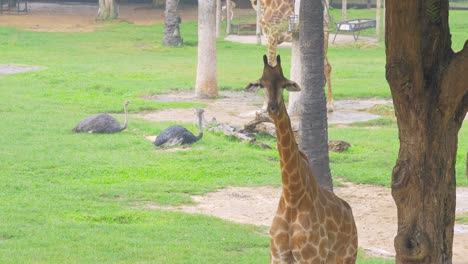 young giraffe in tree shade protecting himself from the rain