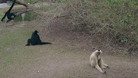 gracioso macaco negro salta en el tronco de un árbol por un pequeño lago verde