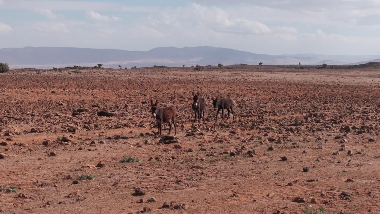 Side drone shot of donkeys walking and eating in rocky morocco desert